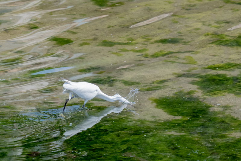 Ein Vogel mit langen Beinen taucht blitzartig seinen Kopf ins Wasser, das Wasser spritzt auf