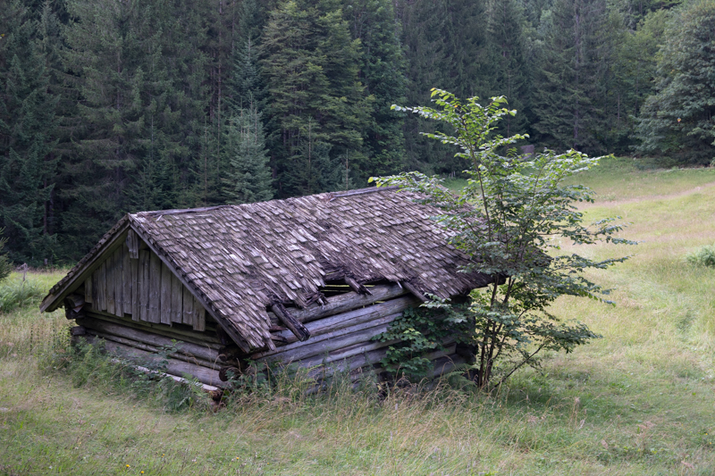 Verfallene kleine Holzhütte auf einer Wiese, ein Busch wächst direkt daneben, dahinter Nadelwald