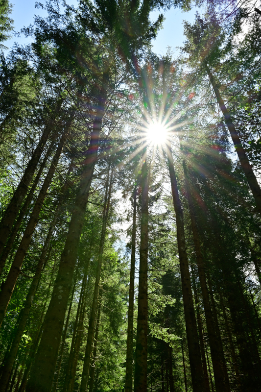 Hohe, schlanke Nadelbäume von Unten, die Sonne ist durch die Nadeln leicht sichtbar und bildet einen Sonnenstern