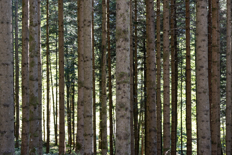 Viele Stämme eines Nadelwaldes, der Boden und die Kronen sind nicht sichtbar, im Hintergrund scheint es hell durch