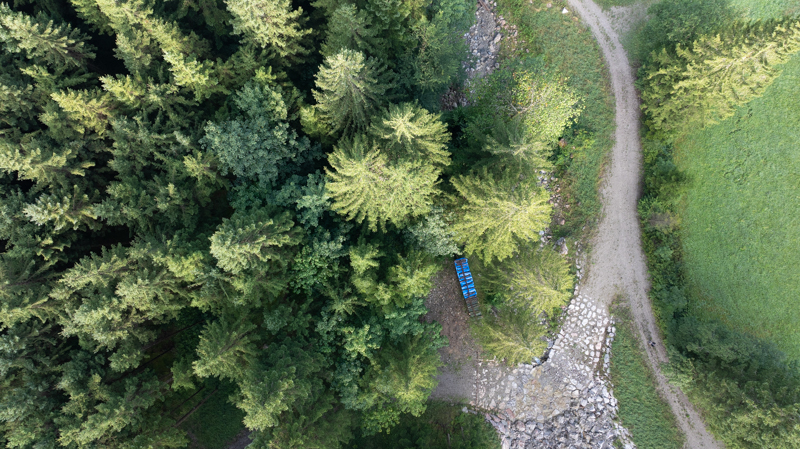 Ein Nadelwald von oben, Ein Weg ist sichtbar, daneben beginnt eine Wiese