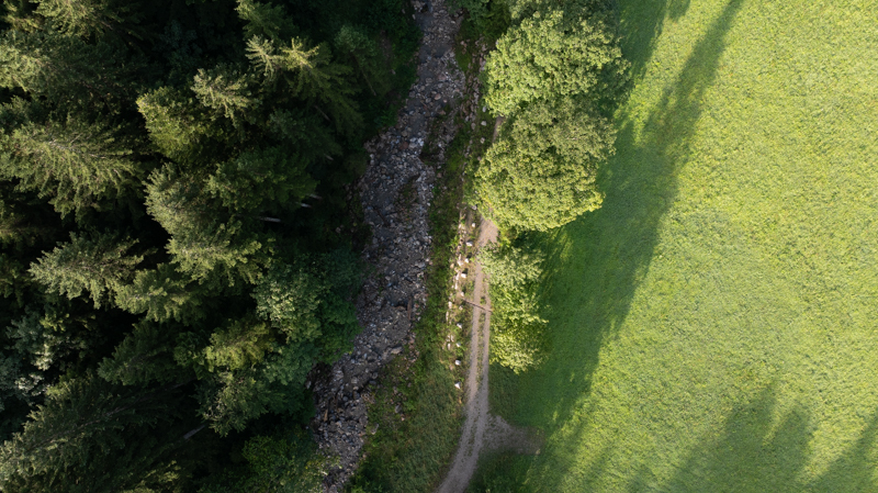 Ein Nadelwald von oben, Ein Bachbett und ein Weg ist sichtbar, daneben beginnt eine Wiese